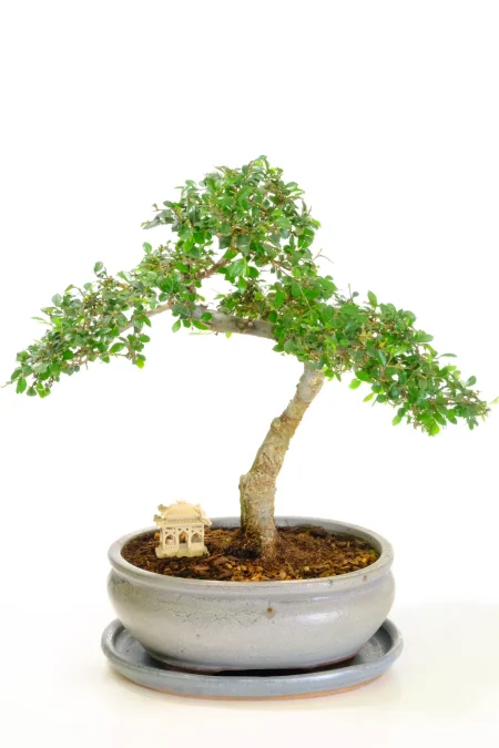 Chinese Elm Indoor Bonsai for Beginners | Unique Serpentine Styling - Oozes Artistic Beauty