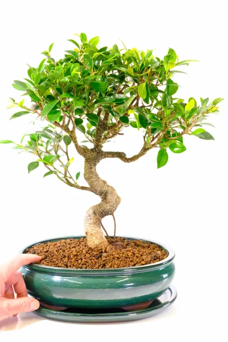 Majestic ficus bonsai in new green pot