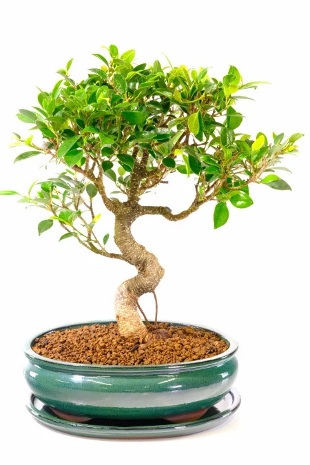 Indoor Ficus Retusa Bonsai Tree for Sale - Elegant Indoor Banyan Tree | Neat Styling | Aerial Roots
