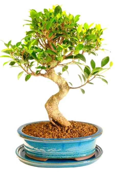 High Quality Ficus Bonsai Tree – Ficus retusa – 18 Years Old
