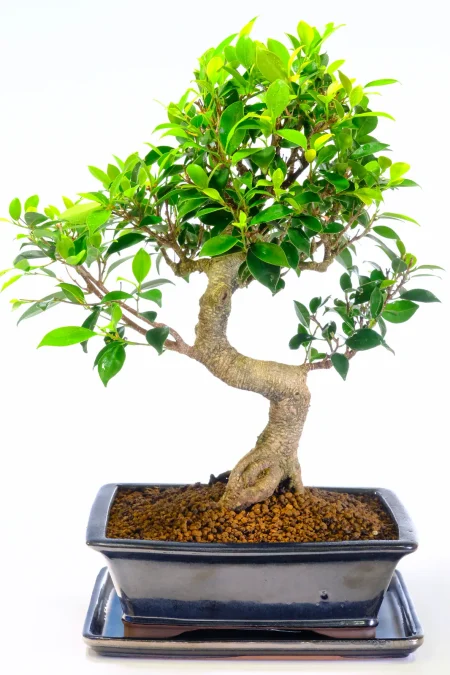 The nebari on this ficus bonsai is exceptional