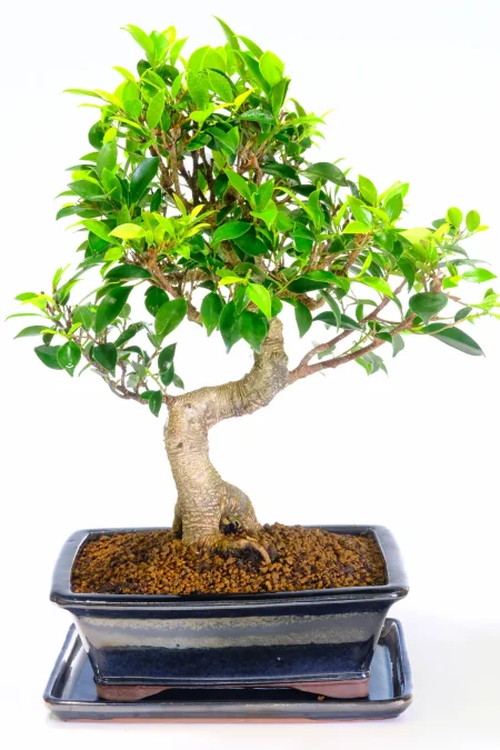 Indoor Ficus Bonsai Tree – The Classic Banyan for Indoors