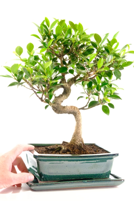 Grown by professional bonsai artists to create something special