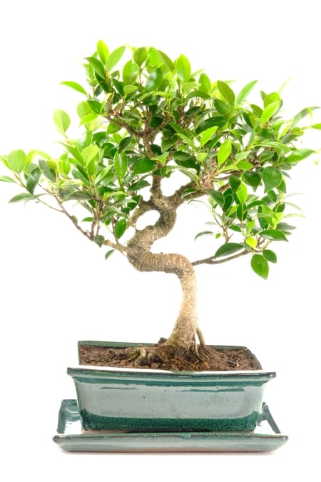 Sensational Specimen-Quality Ficus Bonsai | Artistic, Easy-Care Indoor Tree for Beginners