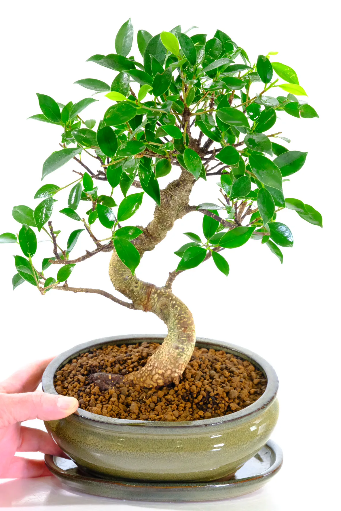 Ficus retusa bonsai – a graceful Banyan Fig with striking character