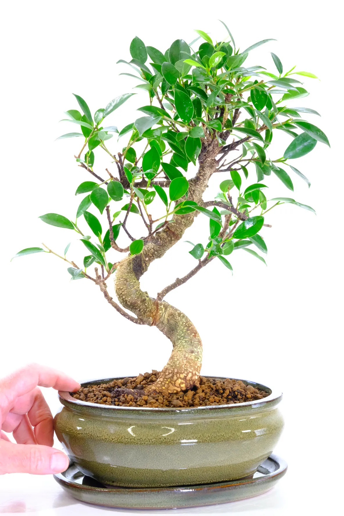 Ficus retusa top quality bonsai tree for sale in new olive green bonsai pot