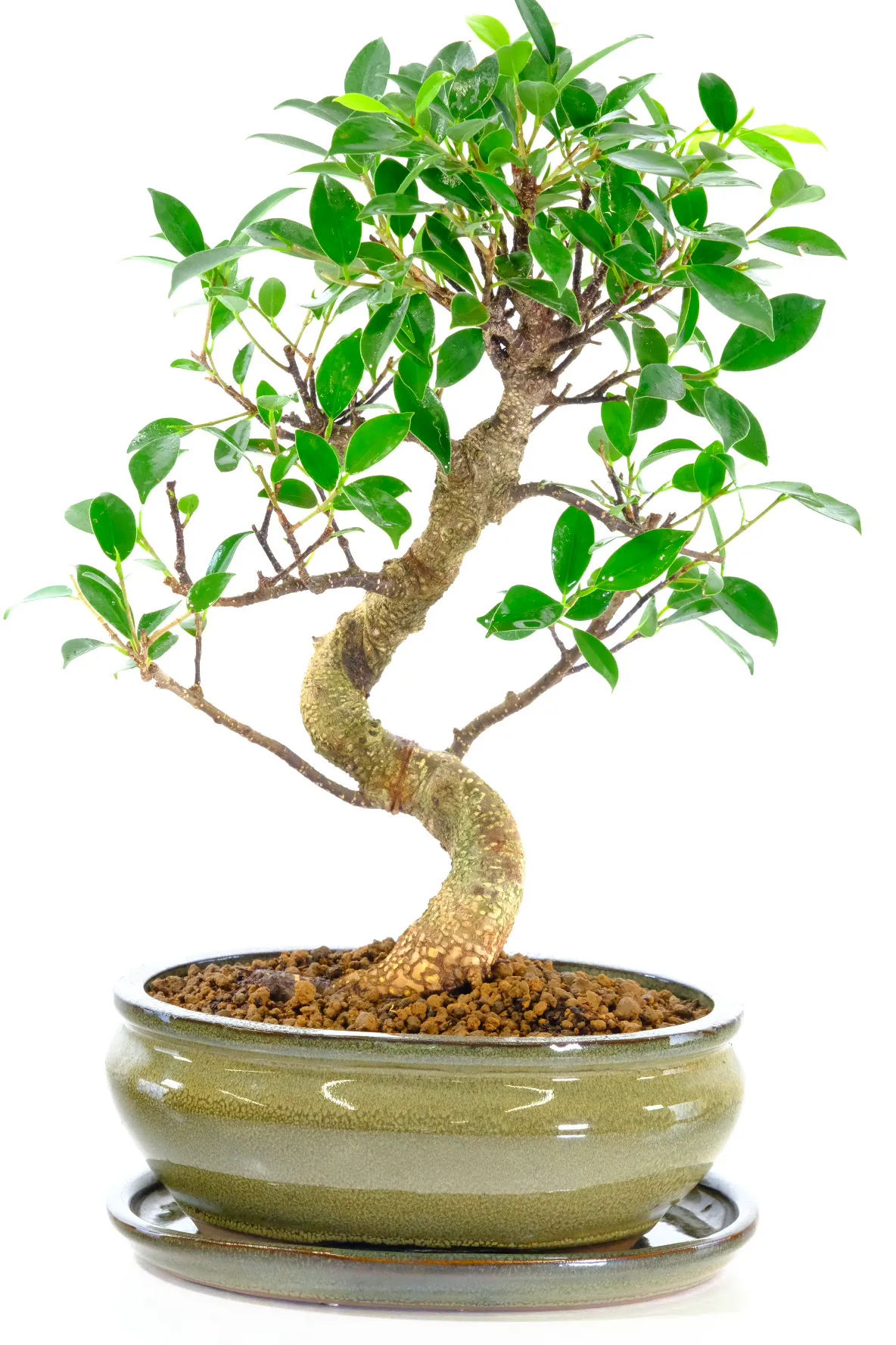 Commanding Indoor Ficus Bonsai Tree with Outstanding Trunk