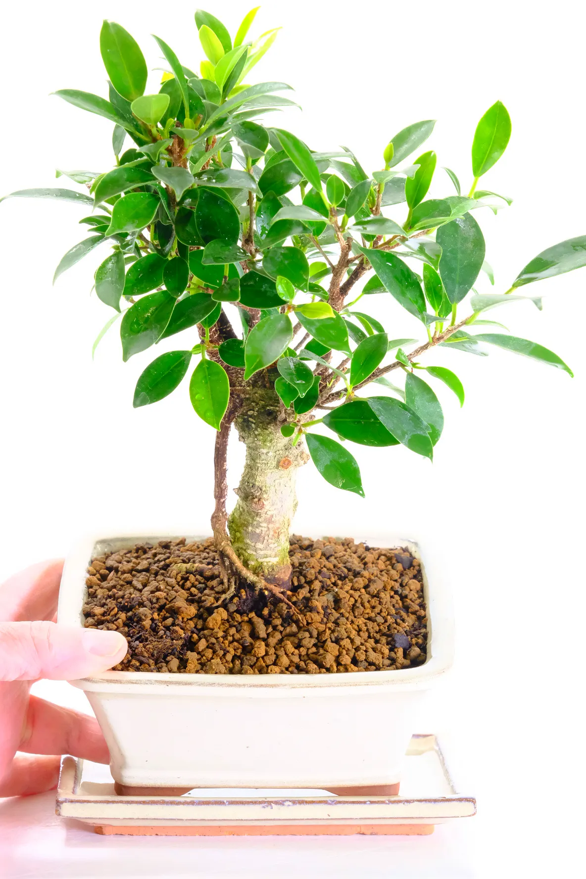 Stunning Ficus retusa bonsai with aerial roots