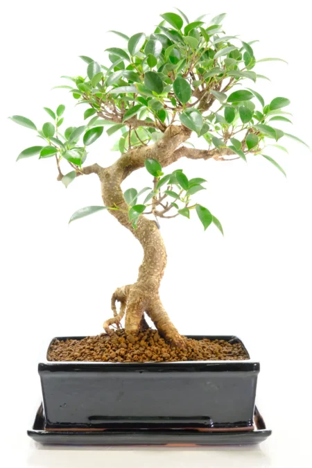 Phenomenal easy care bonsai tree for sale UK