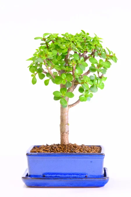Petite Dwarf Money Tree Jade Bonsai | Brand New Royal Blue Pot