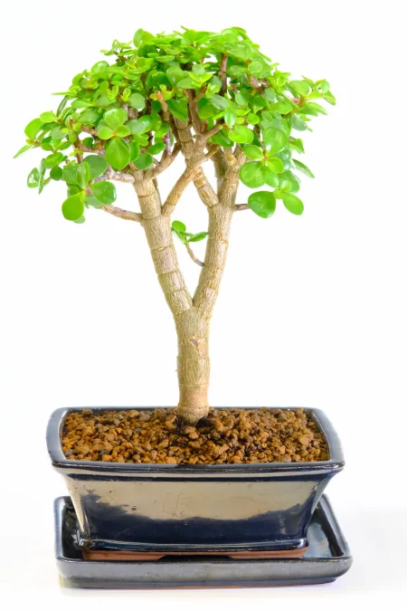 Outstanding 8-Year-Old Money Tree Bonsai (Jade) with 'V-Shape' trunk