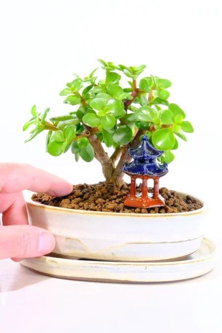 Tiny Money Tree Starter Bonsai with Lovely Form & Oriental Temple