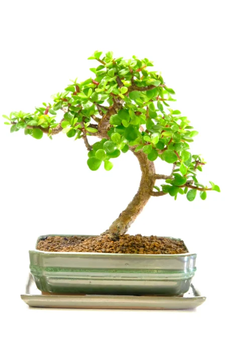 Exquisite Dwarf Jade bonsai tree for sale UK