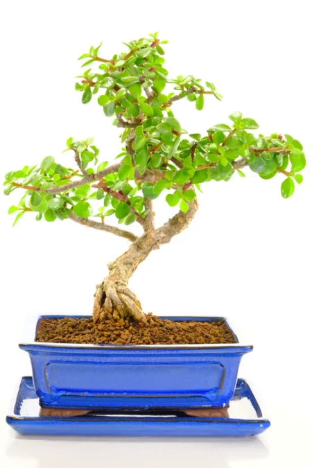 Incredible twisty Dwarf Jade bonsai tree for sale