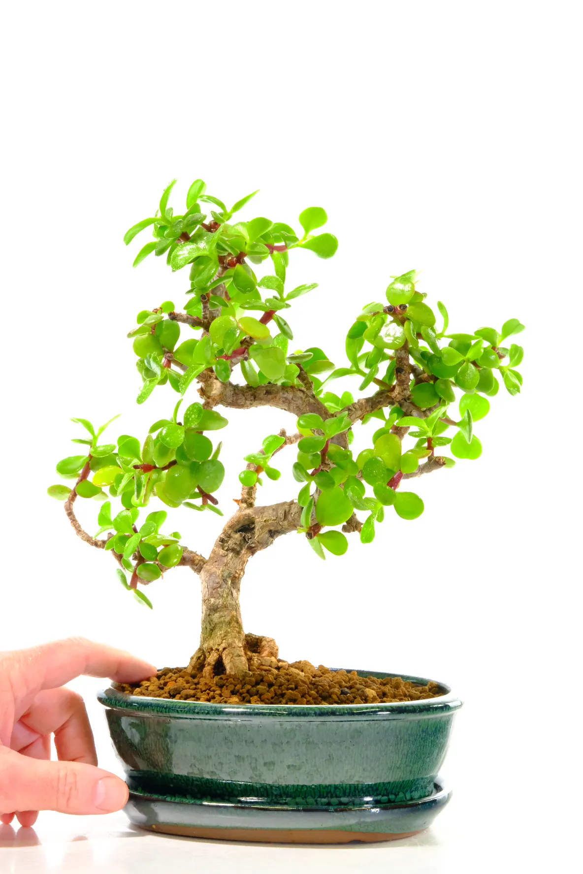 A Charming Dwarf Bonsai with Gem-Like Foliage