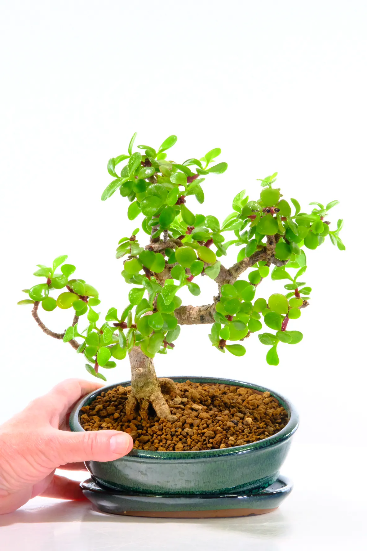 Exceptional Dwarf Money Tree Jade Bonsai - Tree of Luck & Prosperity