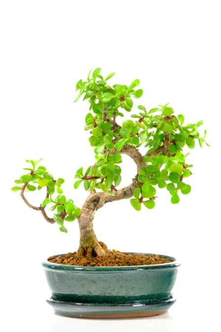 Petite Dwarf Money Tree Jade Bonsai | Brand New Forest Green Pot