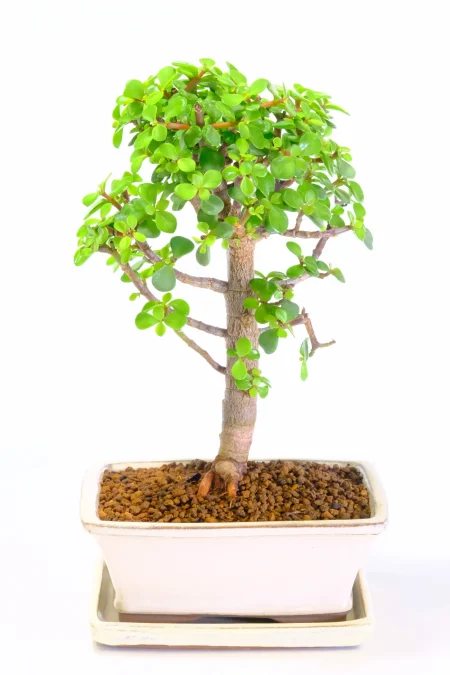 Jade Bonsai Tree (Money Bonsai) – 9 Year Old Informal Upright (Portulacaria afra)