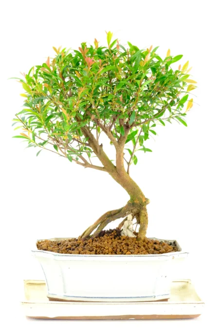 Colourful, Artistic Syzygium Bonsai Tree - Fruiting and Flowering Myrtle