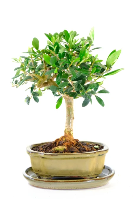 A beautifully balanced 9-year-old Olive bonsai with elegant structure and exposed root flare