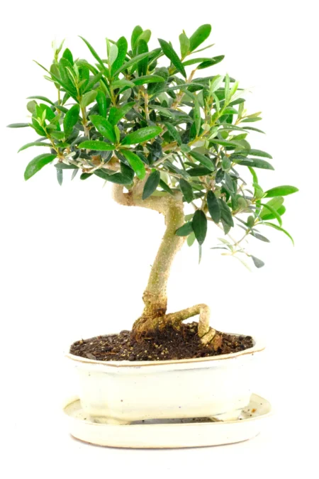 A beautifully styled 9-year-old Dwarf Olive bonsai with a twisty, characterful trunk and elegant form