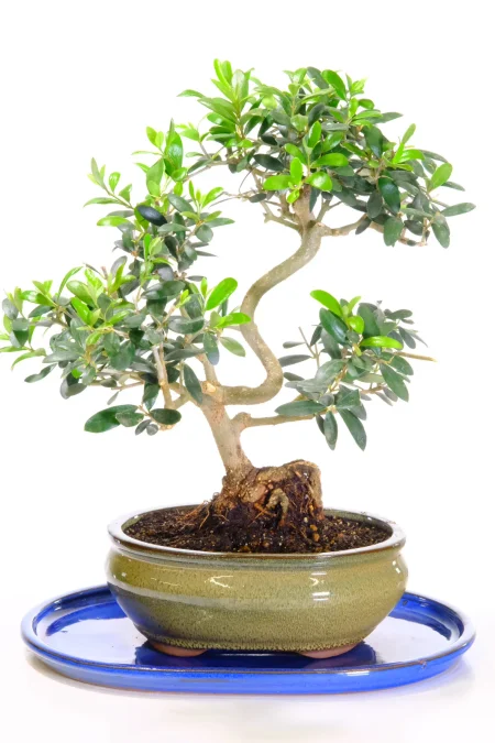 Olive Bonsai Plant | Olea europaea | 14 Years Old