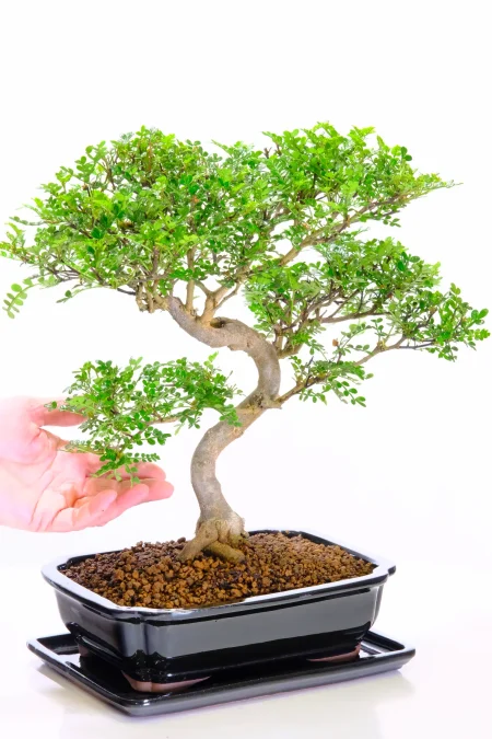 Pepper tree Bonsai | Aromatic leaves when pruned