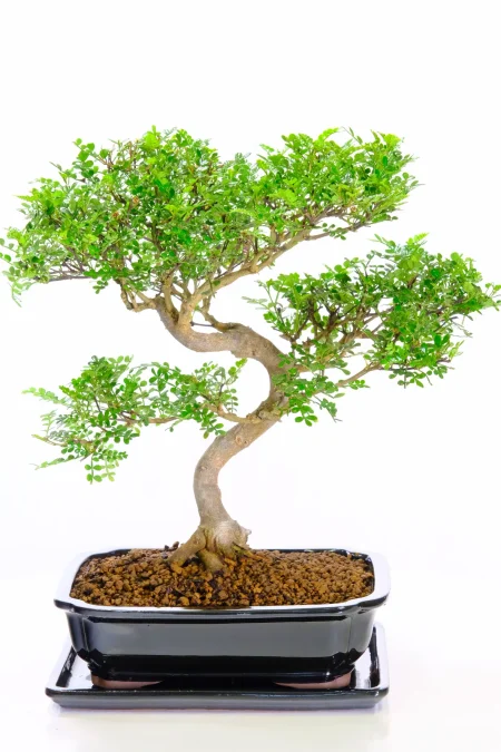 A Curvaceous & Commanding Aromatic Pepper Indoor Bonsai | Scented Leaves