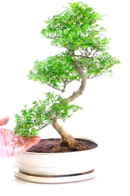 Fresh & invigorating indoor bonsai tree for beginners