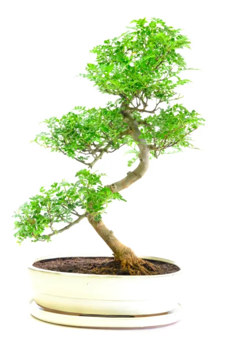 Tree of Harmony - Majestic, Twisting Aromatic Pepper Tree