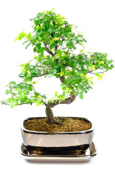 14-Year-Old Sweet Plum Bonsai – Elegant Twisting Indoor Specimen