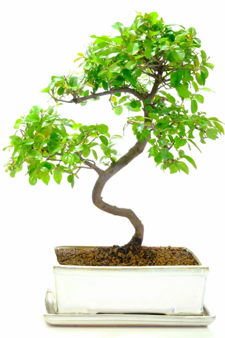 Exquisite Fruiting Chinese Sweet Plum Beginners Indoor Bonsai Tree with Lovely Styling