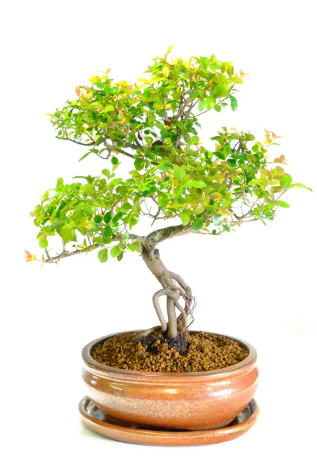 Character indoor bonsai tree for sale