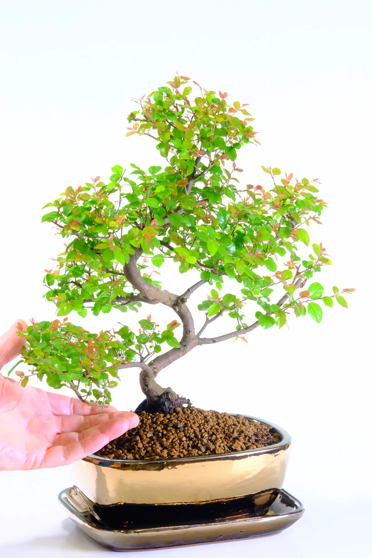 Sageretia theezans premium indoor bonsai for sale in black/gold pot