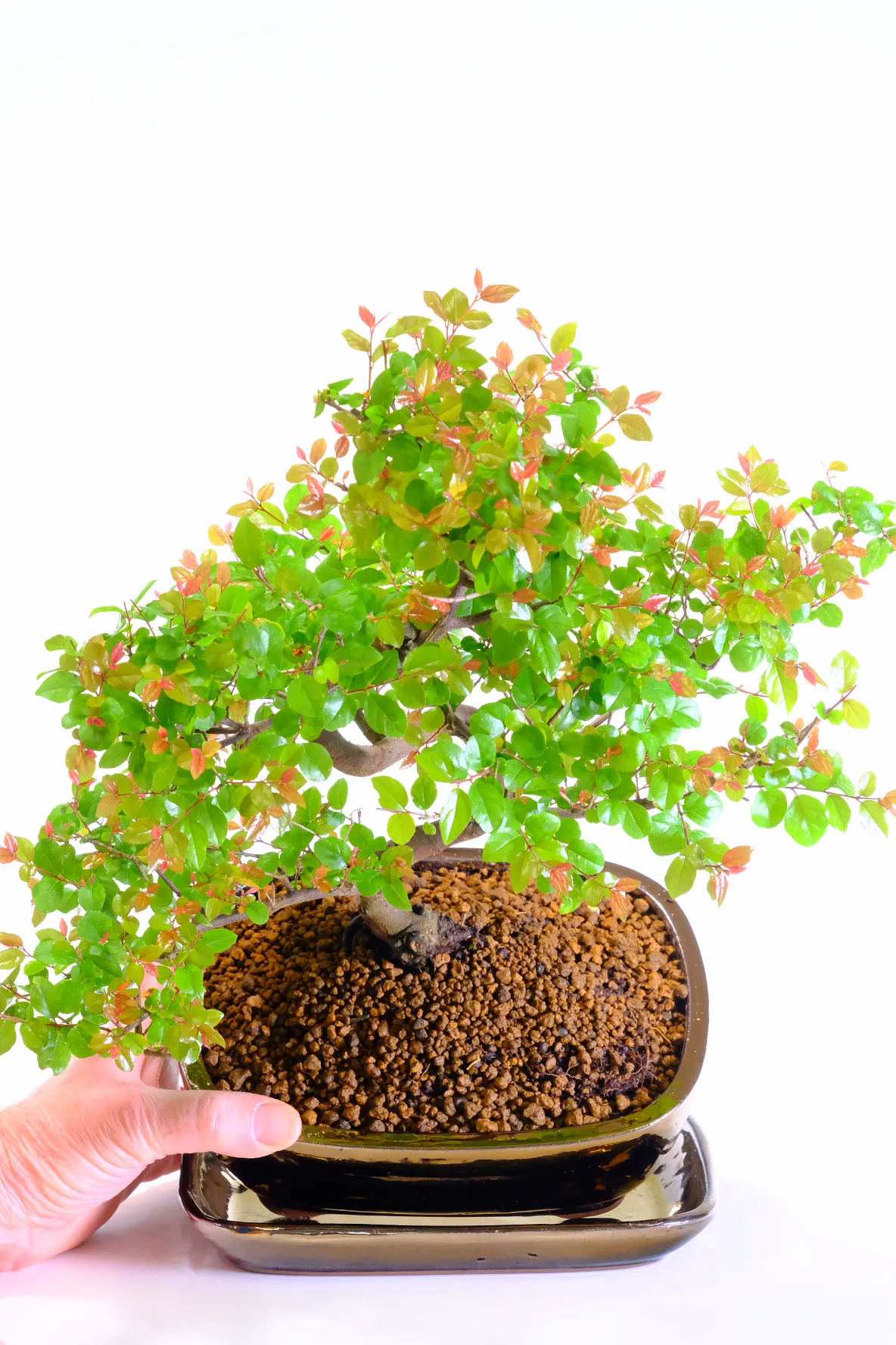 Dwarf Fruiting Chinese Sweet Plum Indoor Bonsai Tree - Great for Beginners with Sweeping Desi