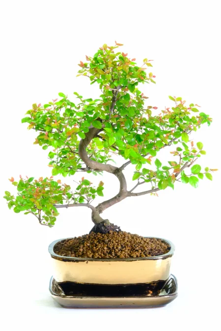 Elegant Fruiting Dwarf Fruiting Chinese Sweet Plum Bonsai - 16 years old