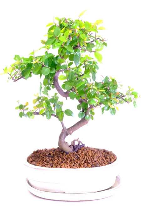Chinese Sweet Plum Bonsai: Beautifully Shaped & Abundance of Attributes