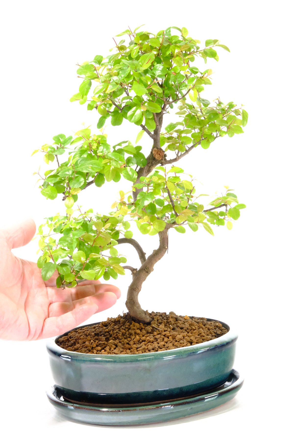 Free flowing Chinese Sweet Plum bonsai for sale