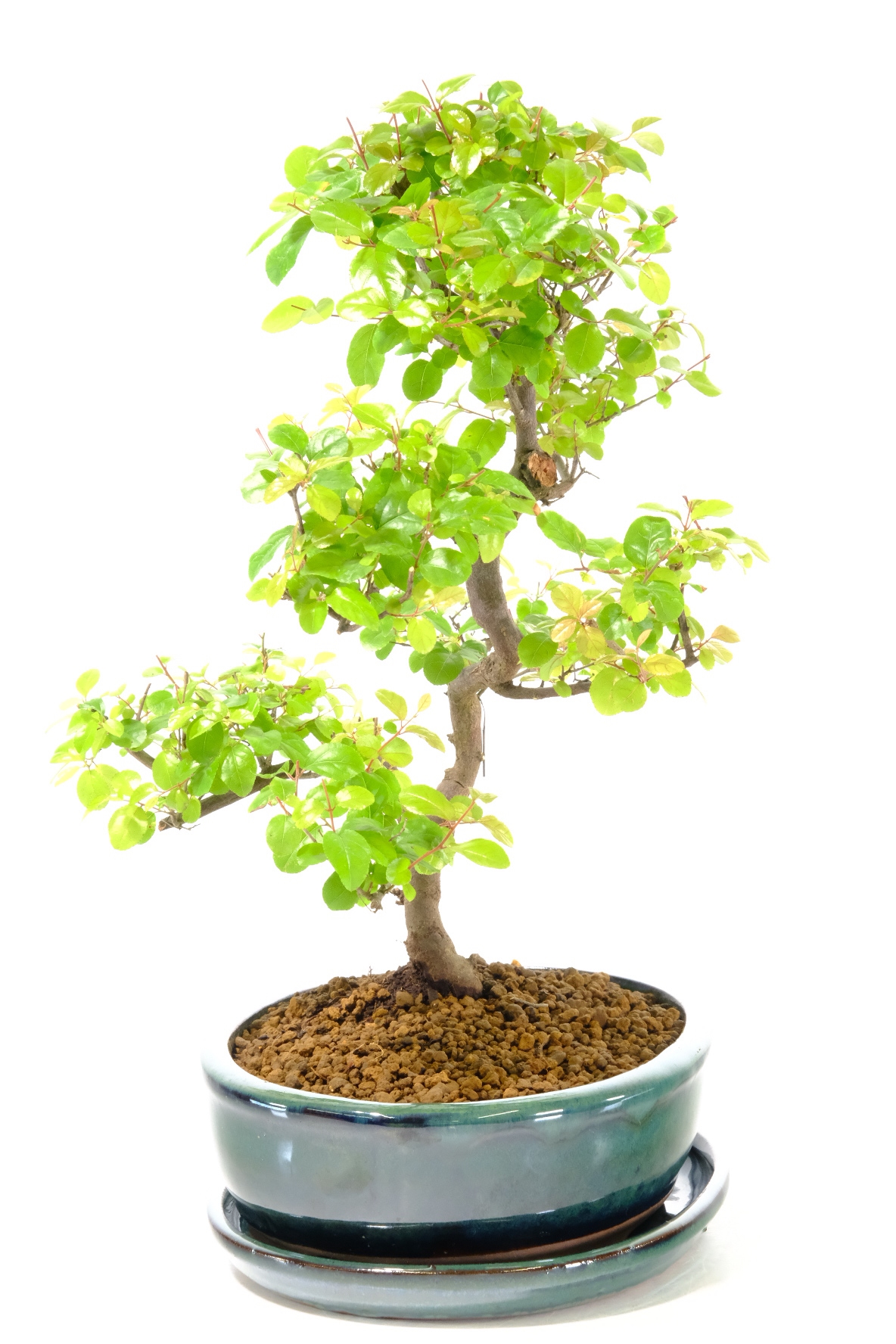 The rich and beautiful colours of Sageretia theezans indoor bonsai tree