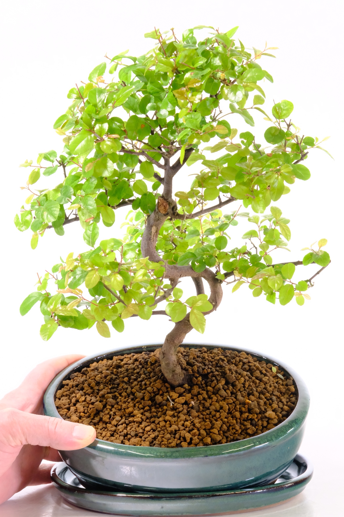 11 Year Old Fruiting Sweet Plum Indoor Bonsai Tree | Easy Care for Beginners