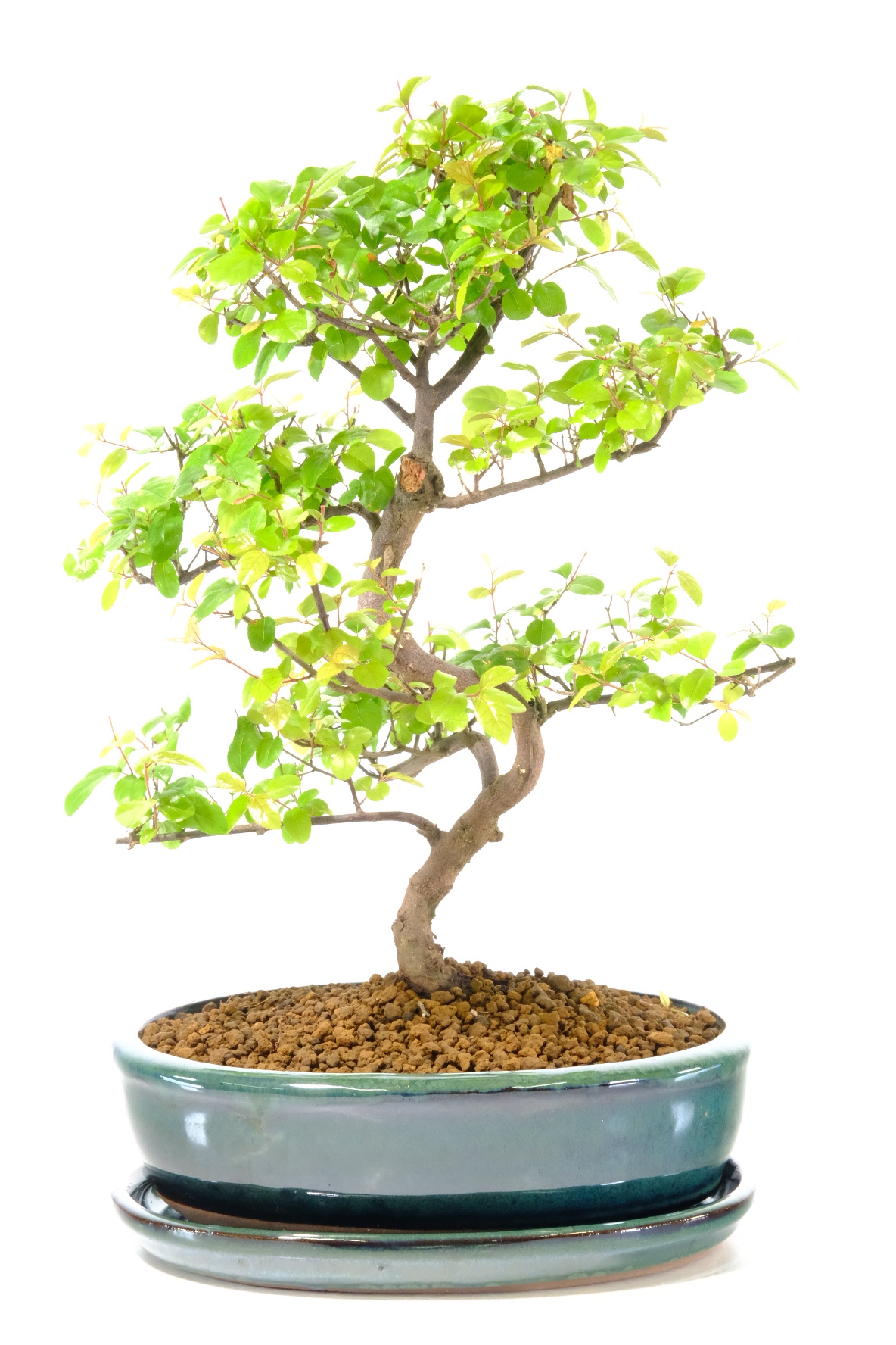 11-Year-Old Sweet Plum Bonsai Fruit Tree | Elegant Indoor Bonsai in Green Ceramic Pot