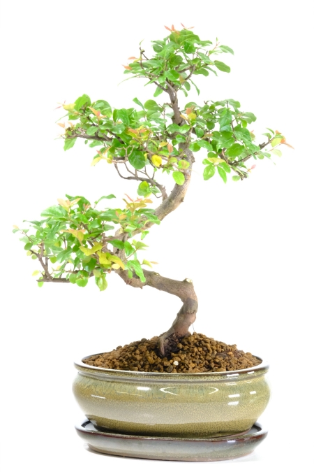Premium Sageretia Bonsai Tree | Lovely Colours & Summer Fruits