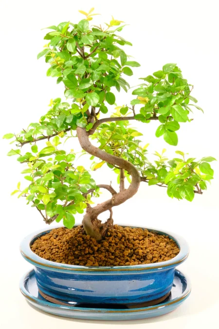 14-Year-Old Sweet Plum Bonsai – Artistic Twisting Indoor Specimen