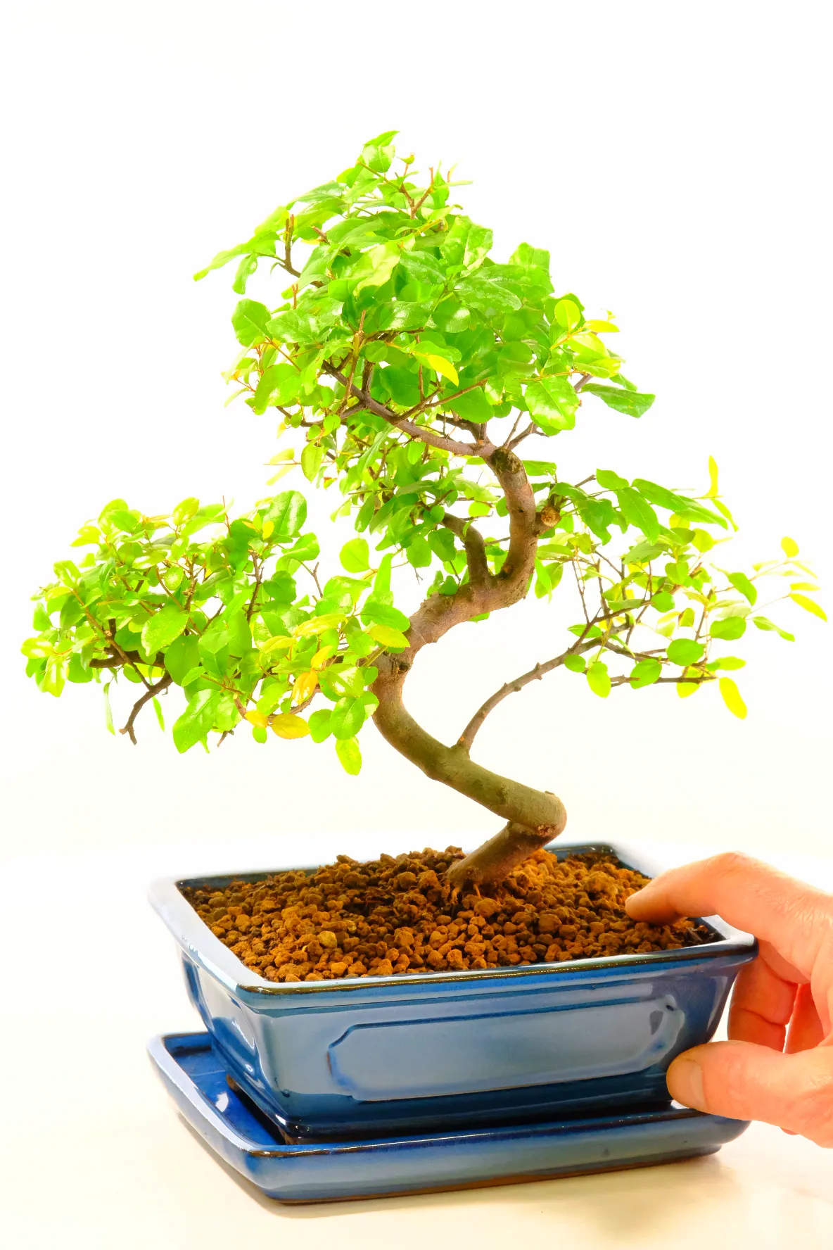 Sageretia theezans | Premium range unique individually photographed bonsai for sale