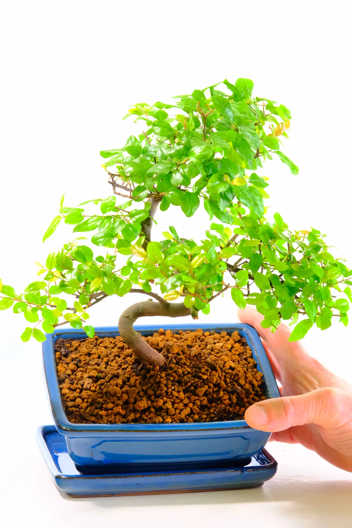 Traditionally Styled Fruiting Sweet Plum Indoor Bonsai Tree with Spectacular Character