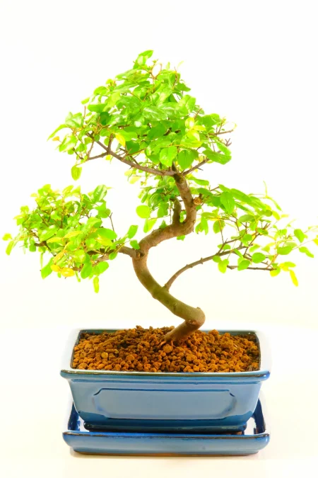 Twisty Chinese Sweet Plum – A Fruiting Bonsai Tree Full of Character