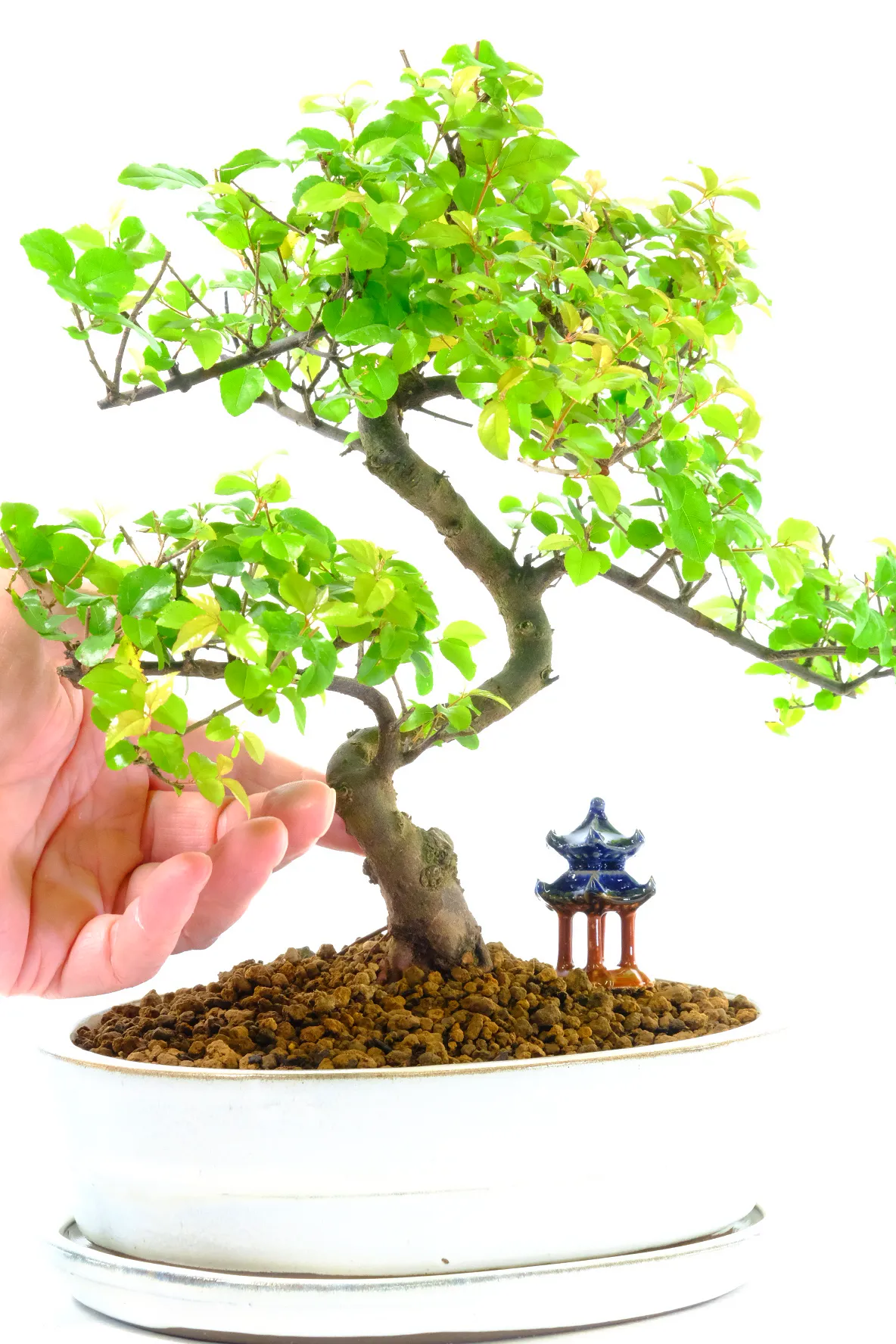 Lovely taper & styling | Sageretia bonsai for sale