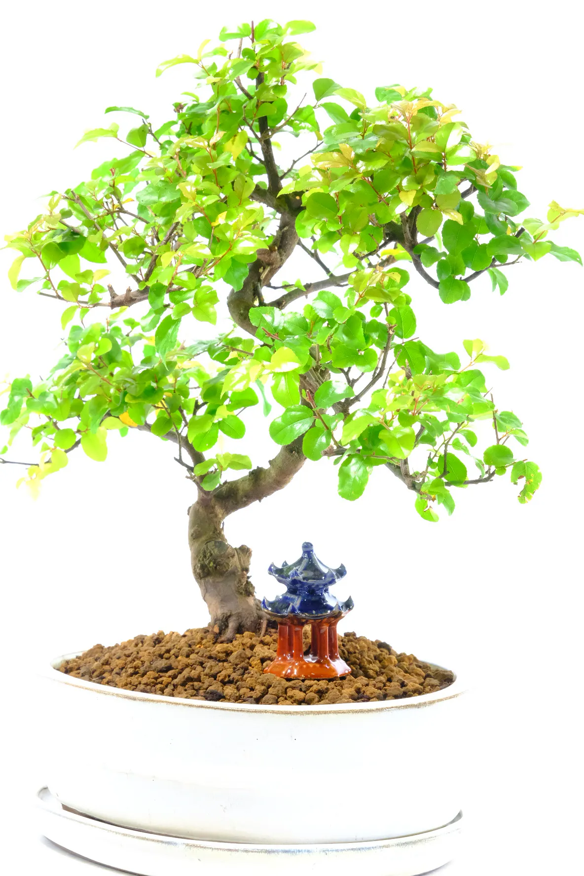 Oriental glazed temple included with this beginners premium indoor bonsai tree