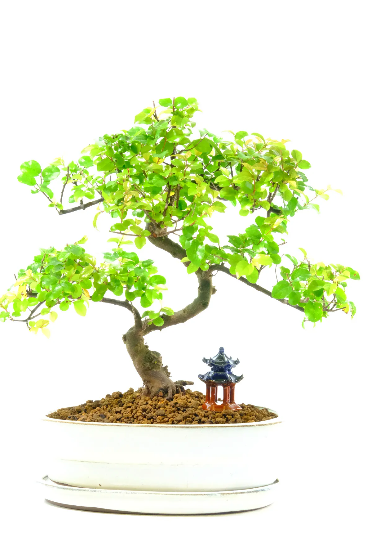 Premium Range Individually Photographed Sageretia theezans Bonsai