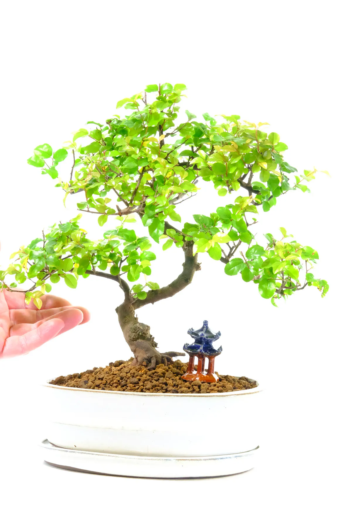 Incredibly Styled Beginners Indoor Fruiting Sweet Plum Bonsai | Exceptional Character